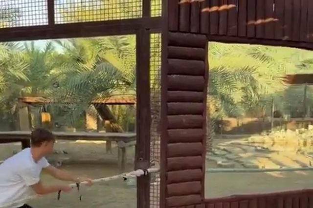 Natal... selvagem: Huijsen enfrenta tigre (e não só) durante férias no Dubai