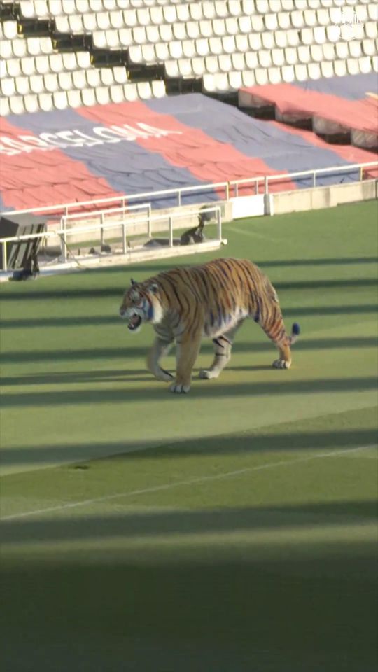 Um tigre à solta em Montjuic