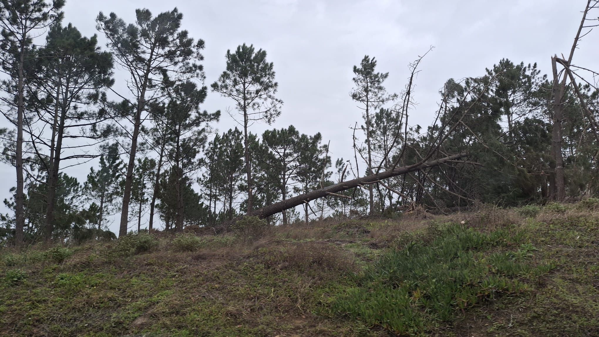 Danos na Nazaré (D.R.)