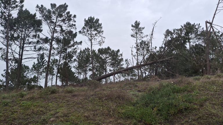 Danos na Nazaré (D.R.)