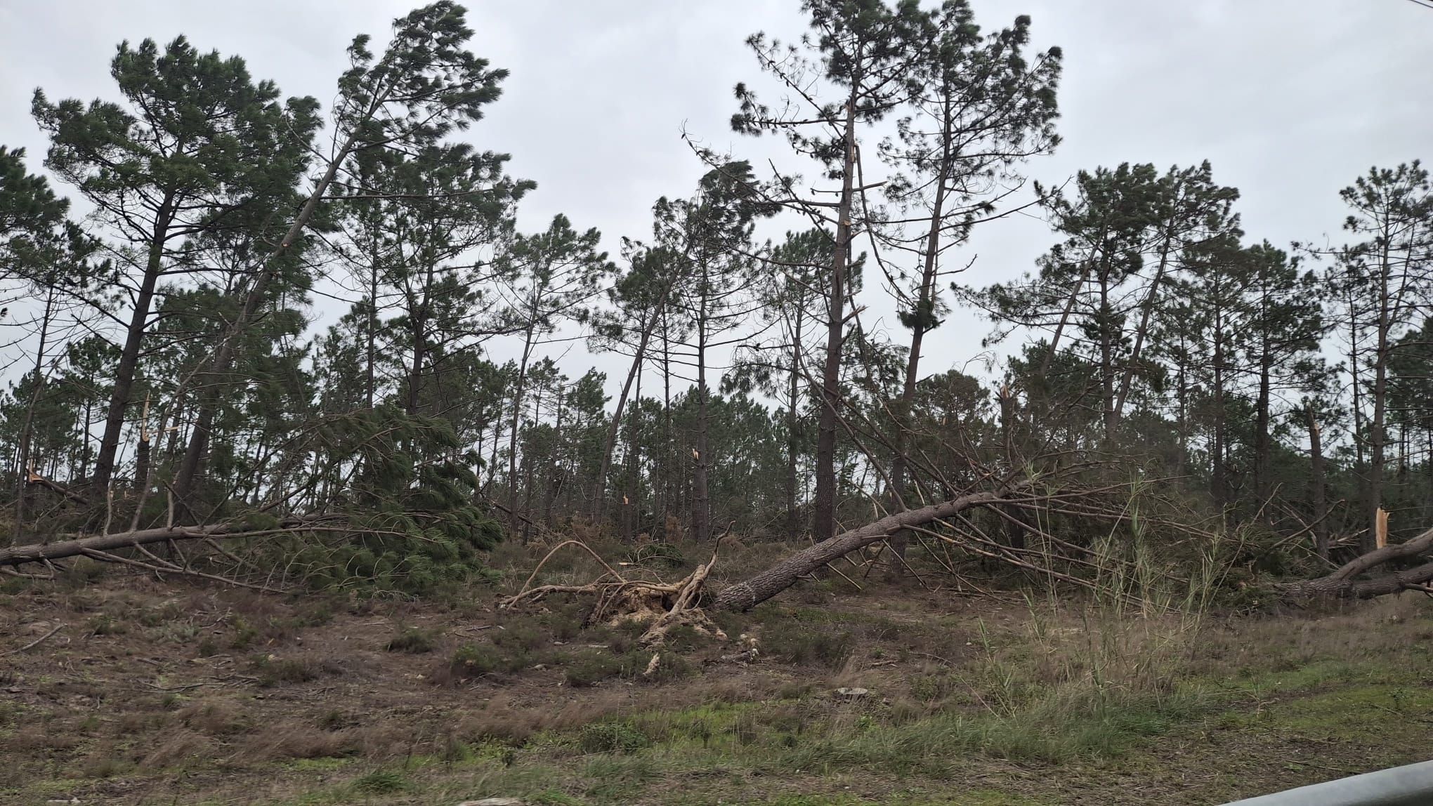 Danos na Nazaré (D.R.)
