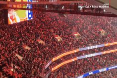 Luz festeja golo de Schjelderup