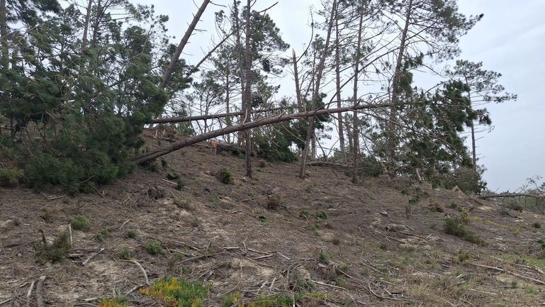 Danos na Nazaré (D.R.)