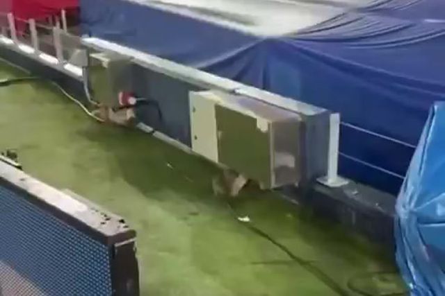 Depois das infiltrações, Camp Nou é visitado... por um rato