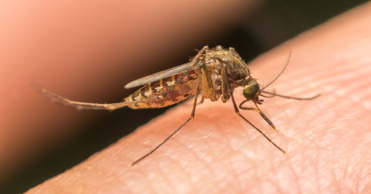 Mosquito que transmite a dengue foi detetado em 28 concelhos de Portugal