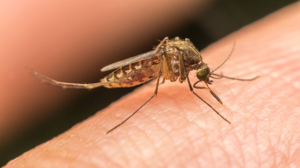Mosquito that transmits dengue fever detected in 28 Portuguese municipalities