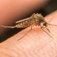 Mosquito transmissor da dengue (IMAGO)