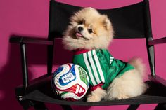 Camisola do México... para cães