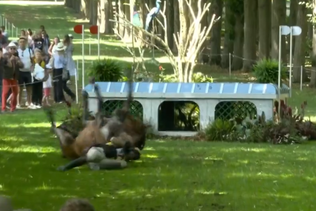 Vídeo: a queda que tirou Manuel Grave de Paris 2024