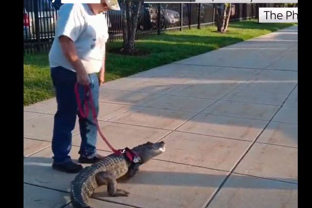 Tentou entrar com jacaré em estádio… e foi barrado