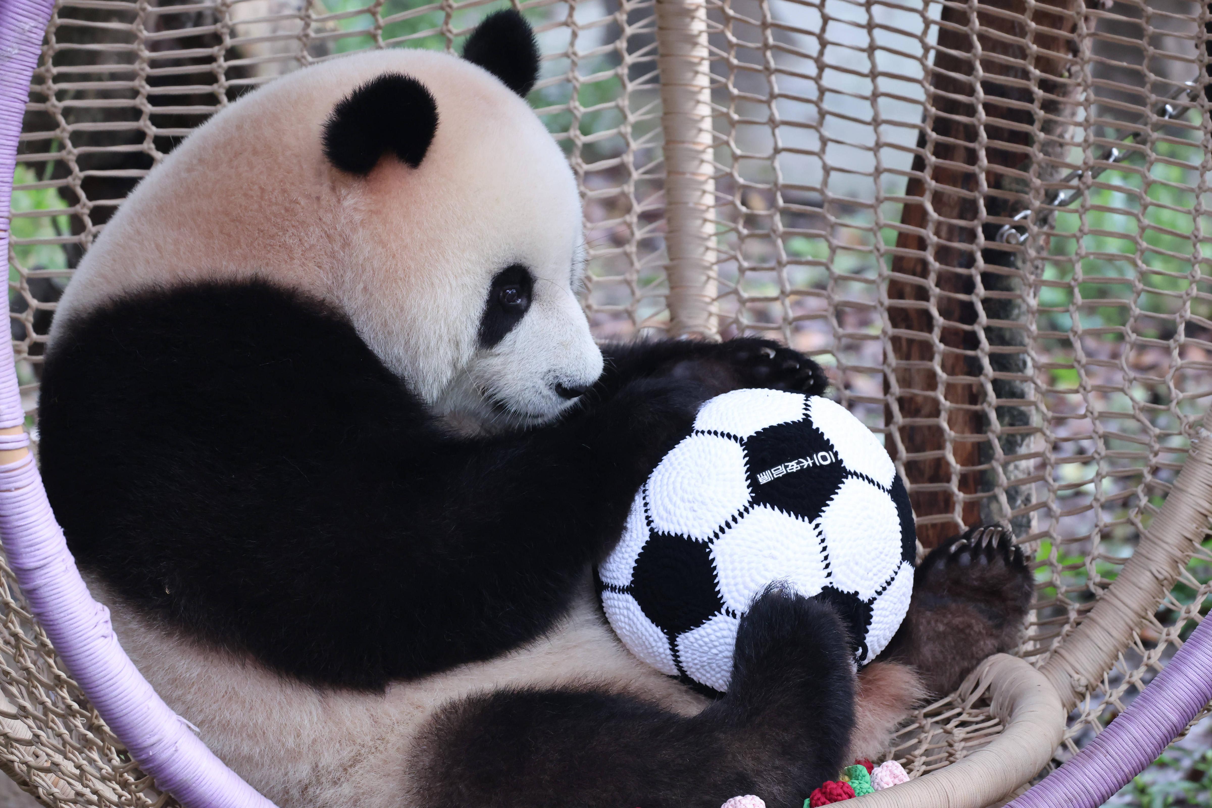 Um panda, símbolo da cultura da China, com uma bola de futebol - Foto: Imago