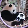 Um panda, símbolo da cultura da China, com uma bola de futebol - Foto: Imago