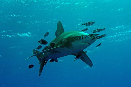 Testemunhas revelam ter avistado tubarão