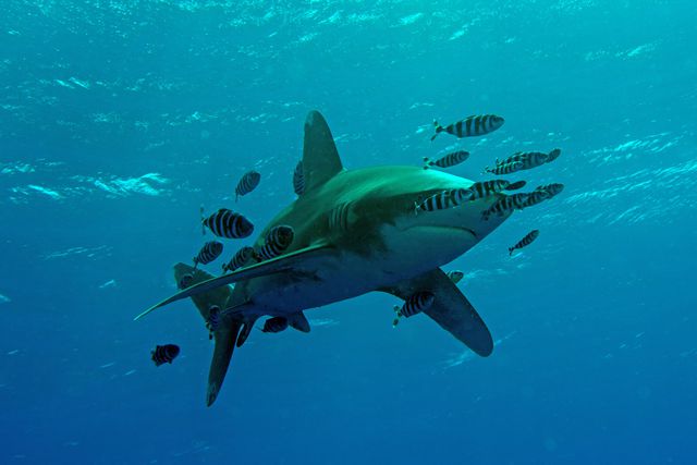 Testemunhas revelam ter avistado tubarão