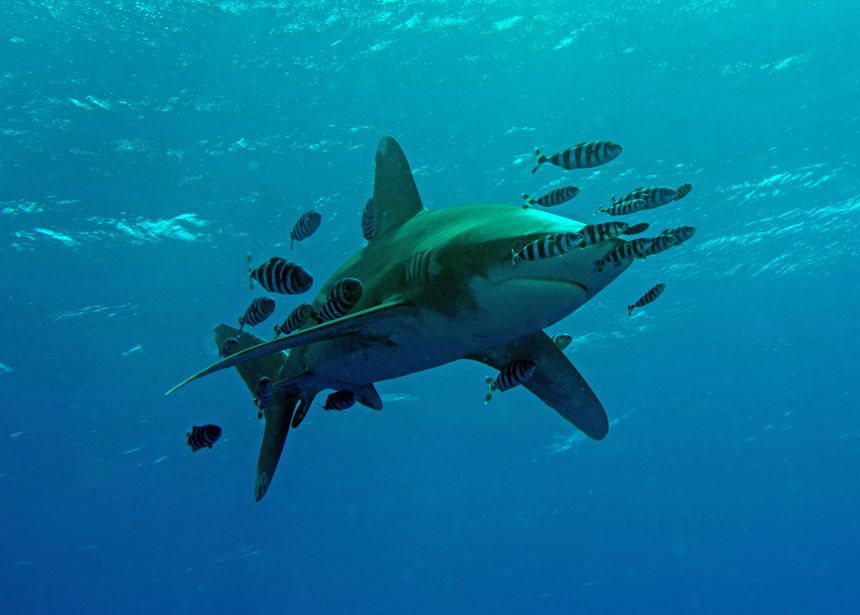 Testemunhas revelam ter avistado tubarão