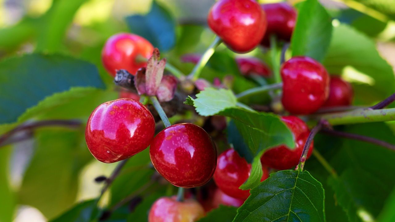 Закъснява узряването на кюстендилските череши