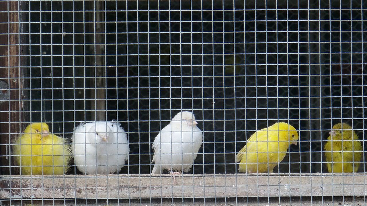 Заловиха 589 птици в автобус, пътуващ от Истанбул за България