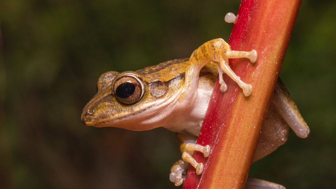 Жена опита да качи на самолет 130 отровни жаби