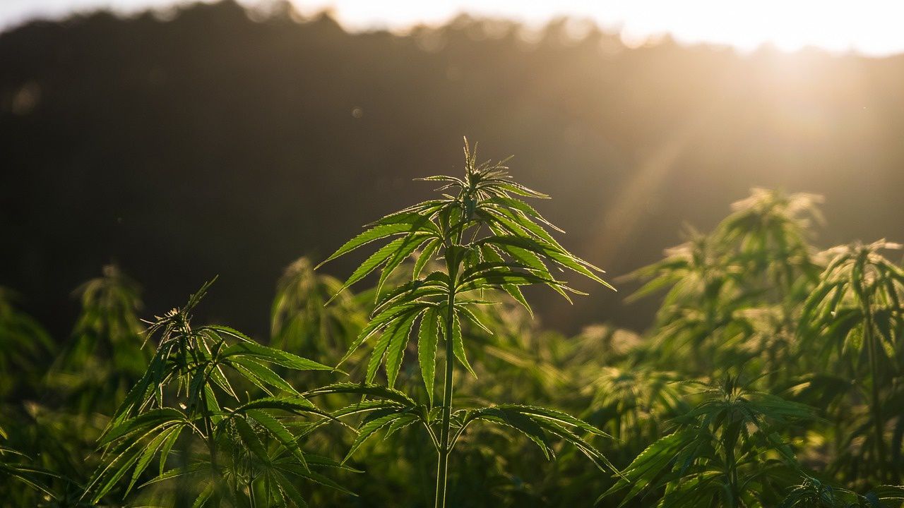 Спипаха 63-годишен от Писанец да отглежда коноп в двора си