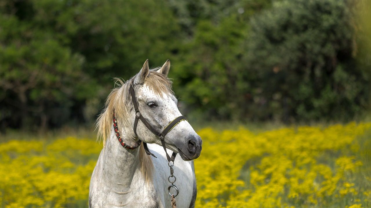 Задържан е мъж, прострелял кон