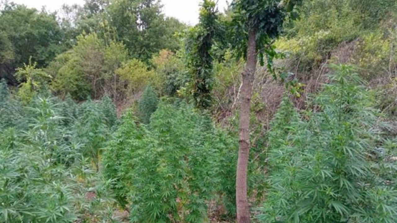 Операция на ГДБОП срещу отглеждането и разпространението на наркотични вещества