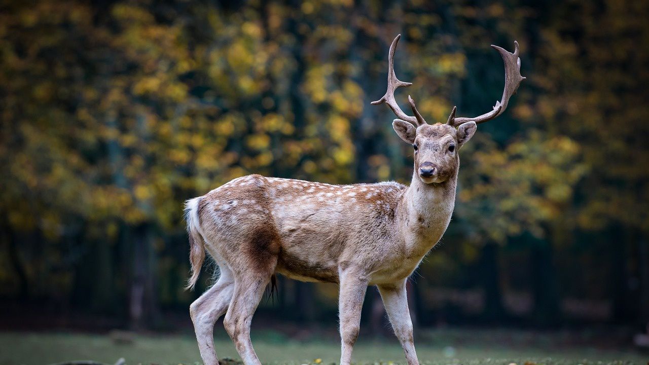 Светът е загубил 68% от дивите животни за по-малко от половин век