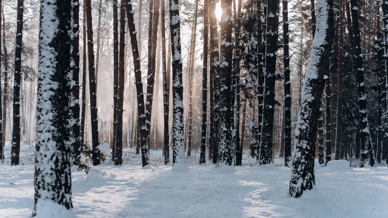 Сняг валя във високите части на област Смолян