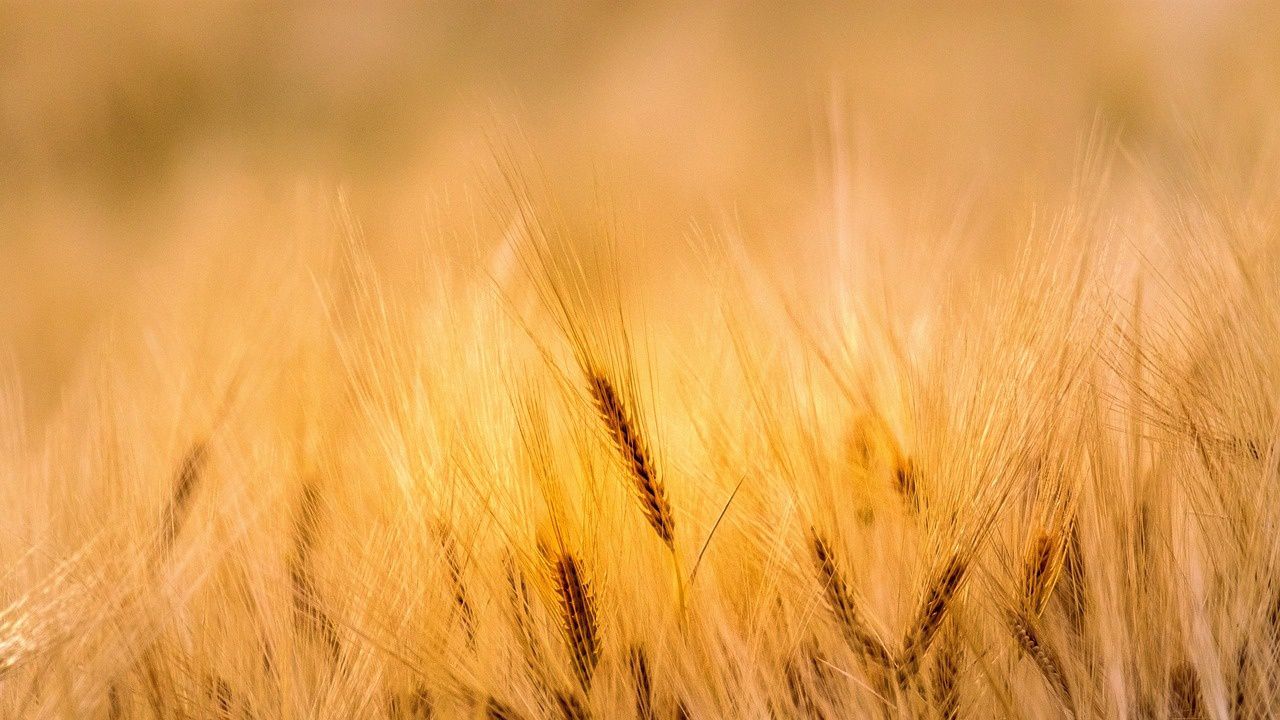 Очаква се ръст на производството на пшеница през 2024 г., въпреки по-малкото засадени площи