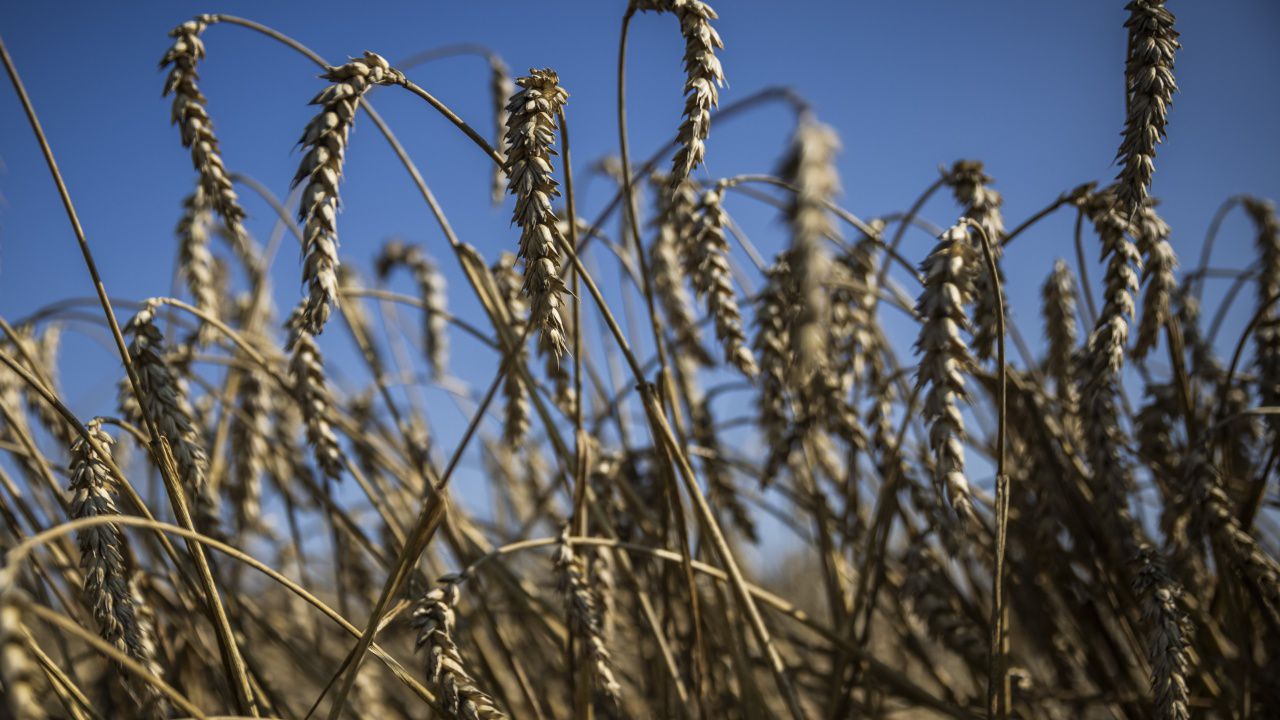"Ел Ниньо" ще продължи до средата на 2024 г., застрашавайки селското стопанство в Латинска Америка