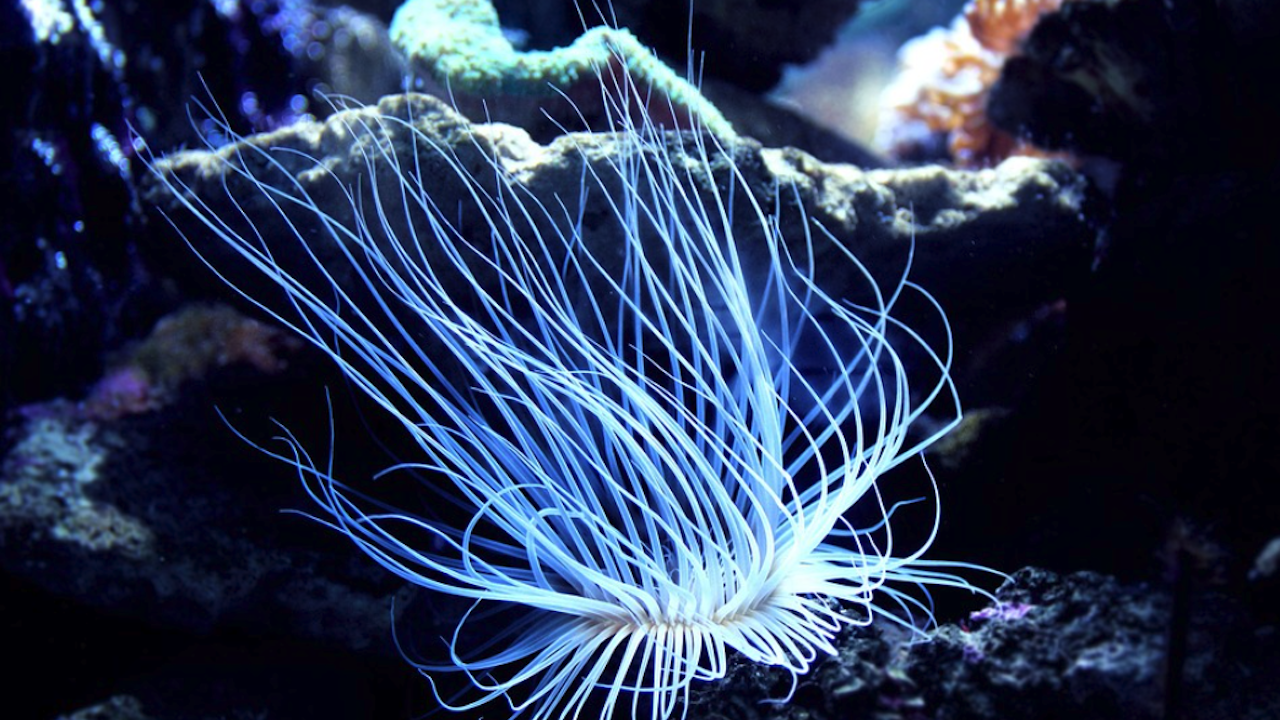 Откриха тъмен кислород, който се формира на повече от 4000 м дълбочина в океана