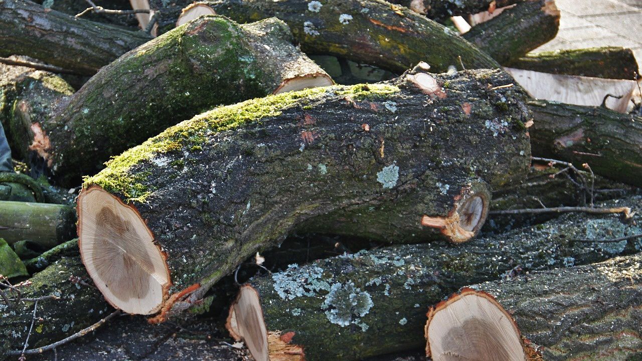 Горски служители спряха бракониерска сеч в село Извор