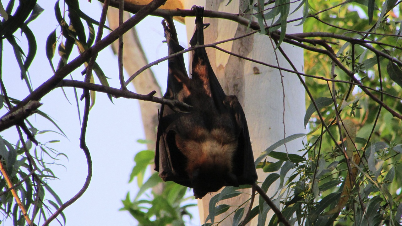 Изследване показа, че прилепите се събират за вечерни угощения, докато насекомите мигрират в Пиренеите