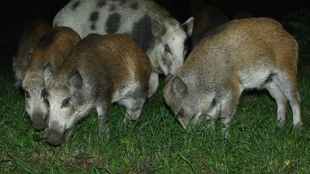 Глигани спряха руски диверсанти край АЕЦ Чернобил