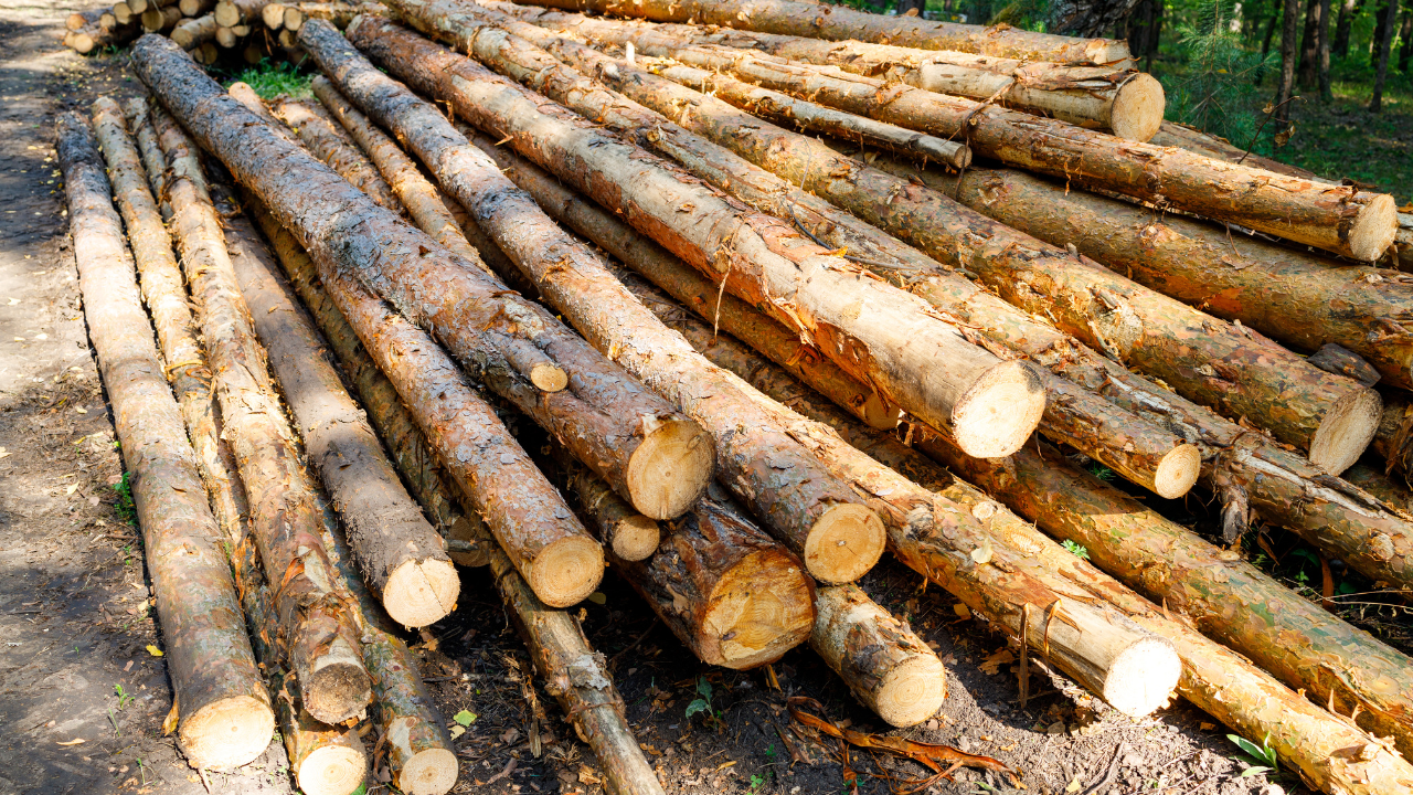 Междусъседски спорове са причина за множество фалшиви сигнали за незаконна сеч