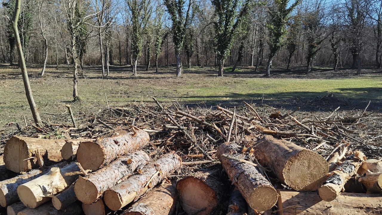 Горски инспектори спряха незаконна сеч в частен имот в землището на село Добри дол