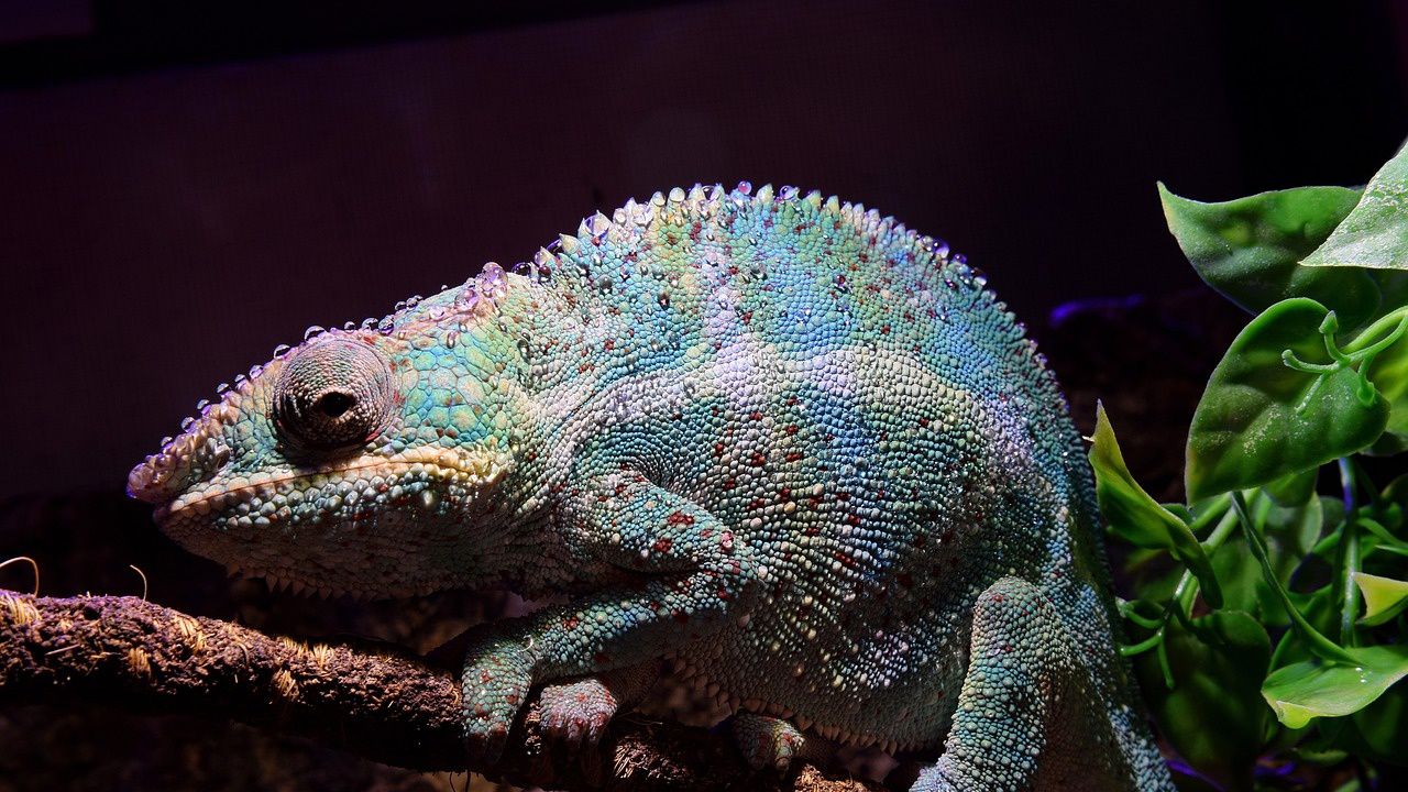 Нов вид гекон е открит на остров Мадагаскар