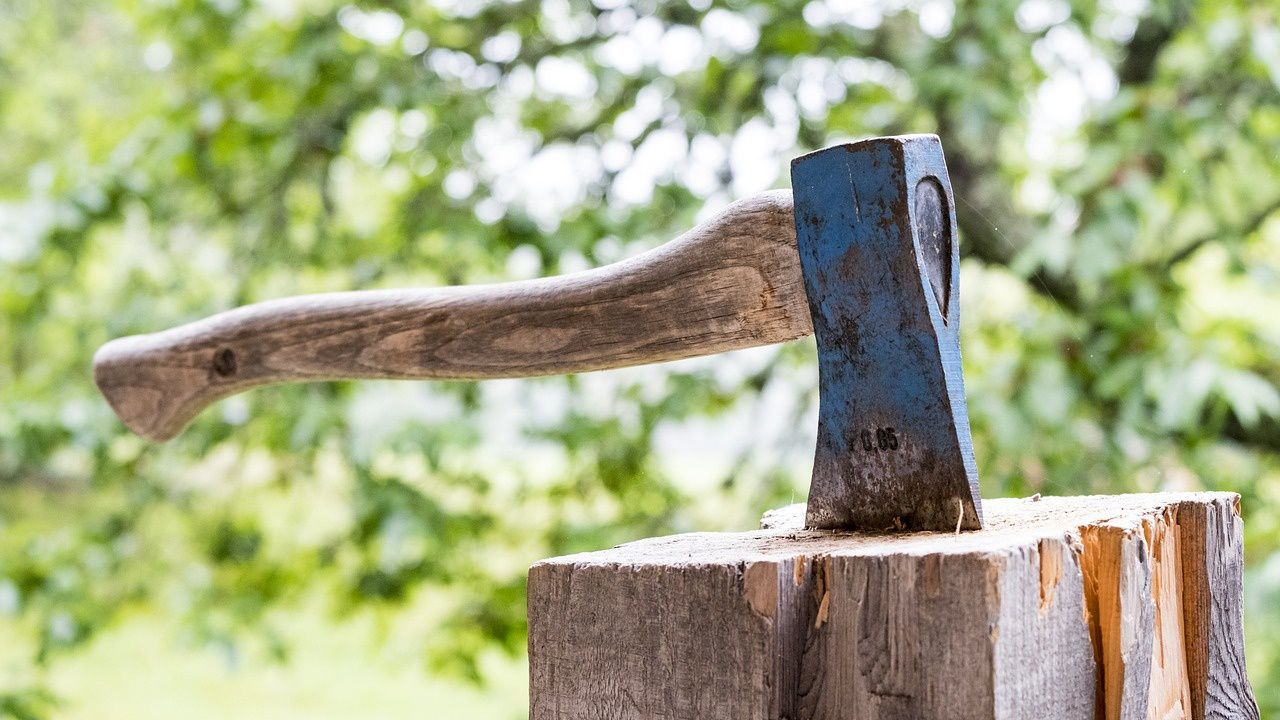 ГДБОП погна петима за незаконна сеч в Пернишко