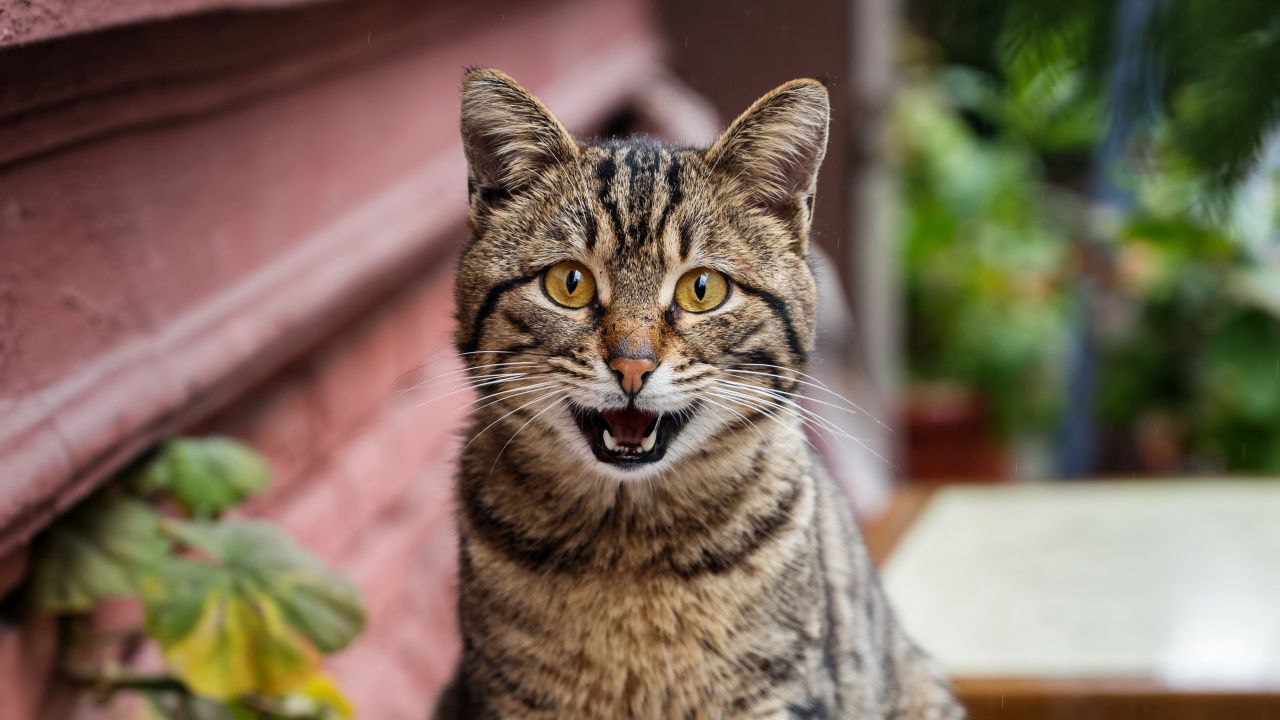 Котките имат близо 300 изражения на лицето