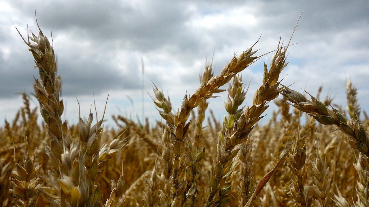 ЕК задейства "аварийна спирачка" за вноса на овес от Украйна