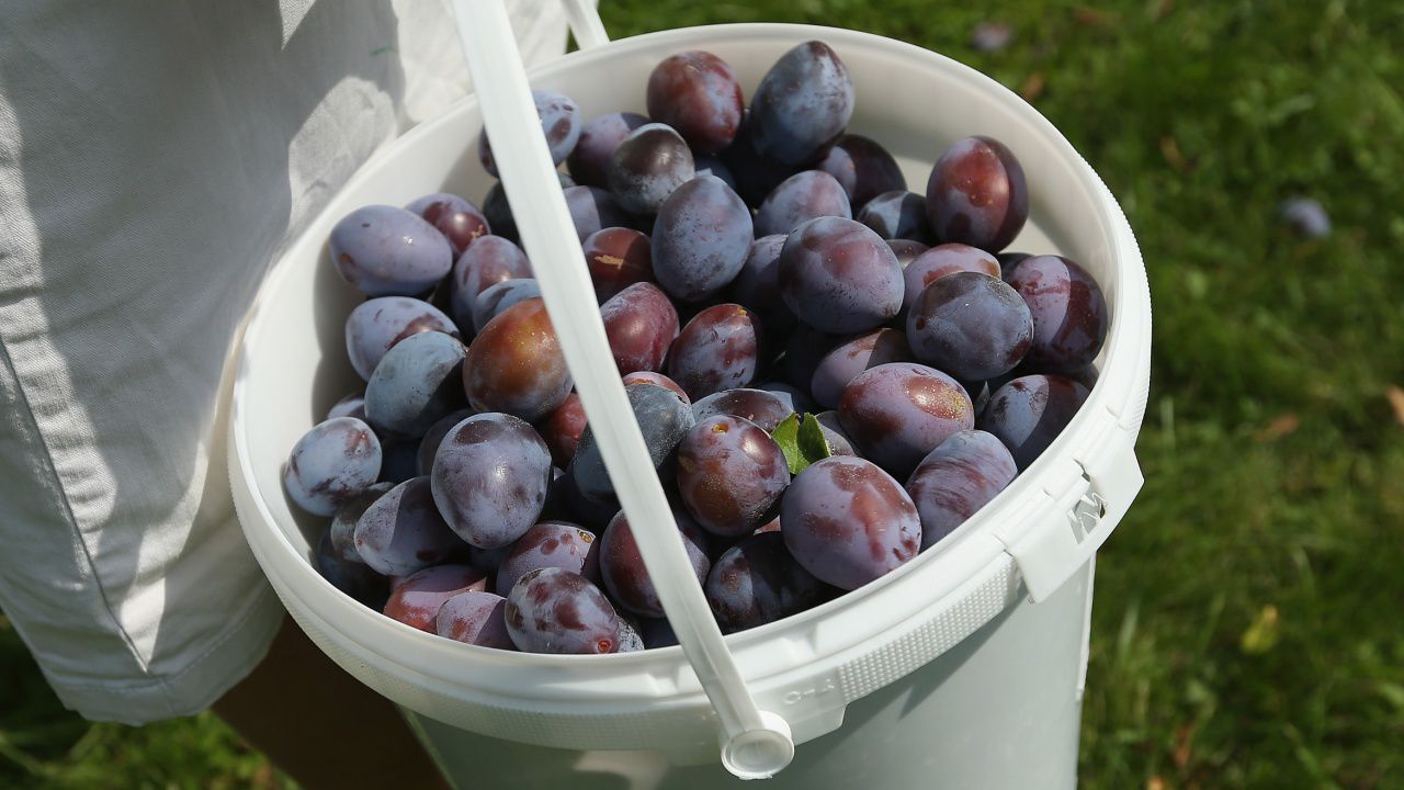 Хърватия спря сръбски сливи заради съдържание на опасен пестицид