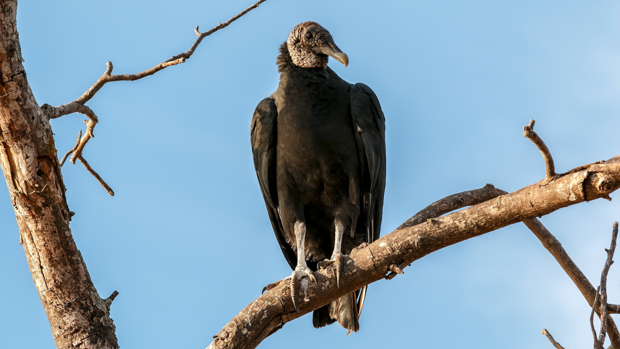 Проучване: Големите хищни птици в Африка са изправени пред опасност от изчезване