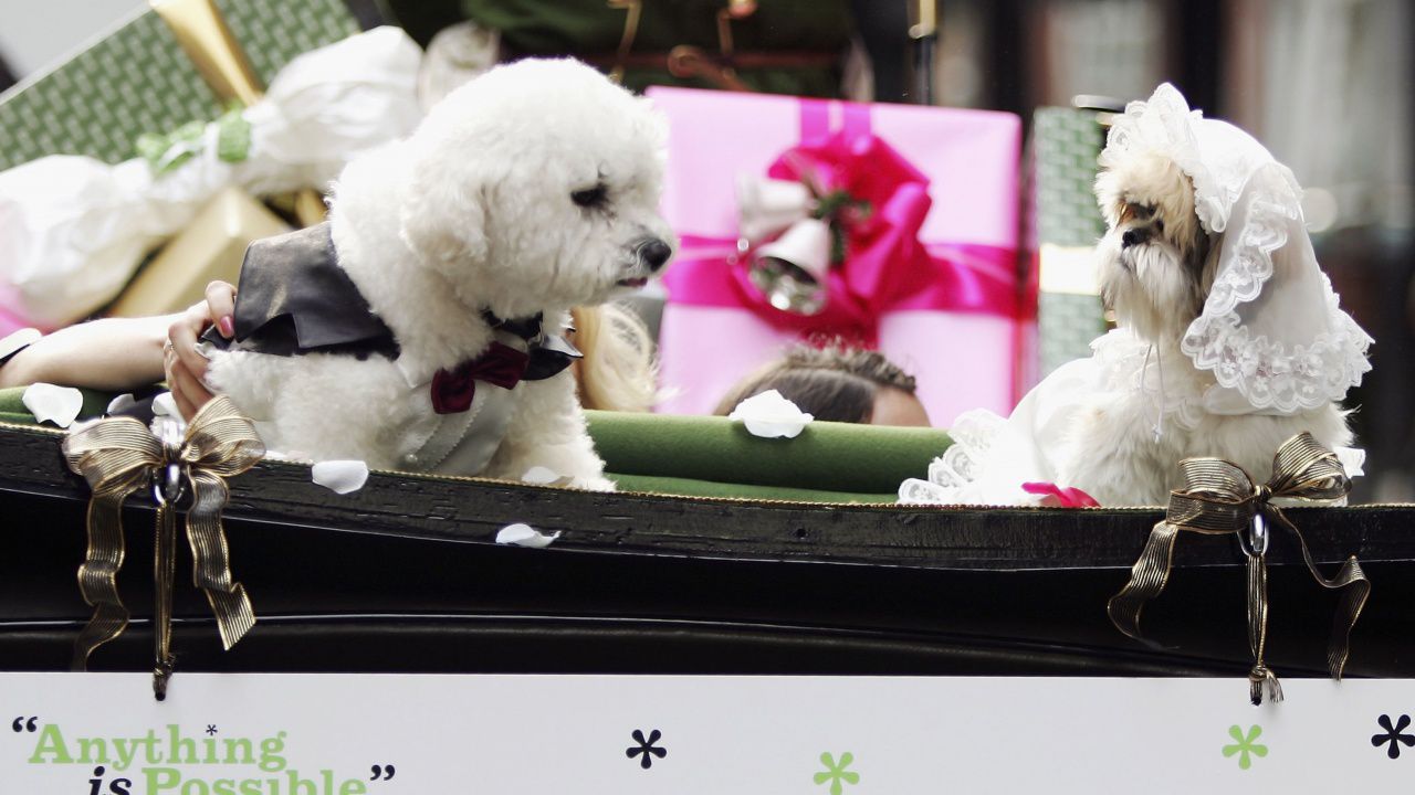 Кучешките сватби все по-популярни в Китай