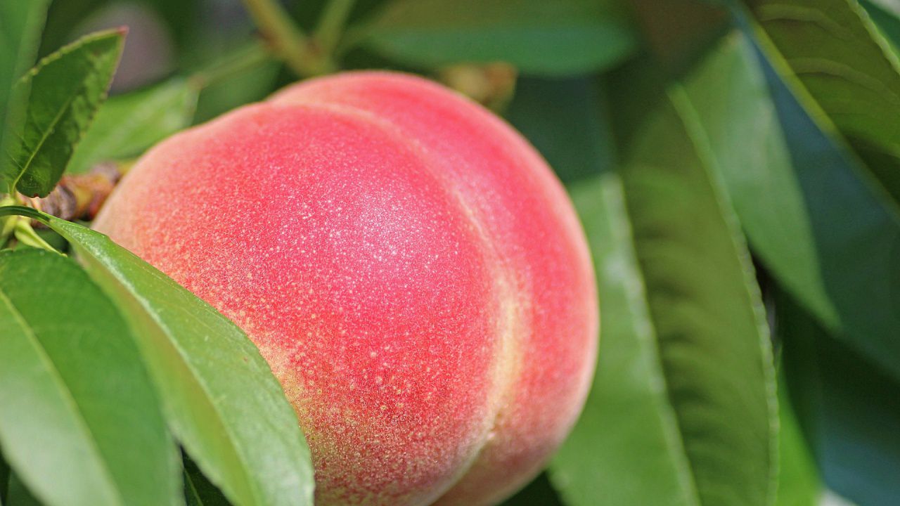 Производители на праскови от Сливенско очакват слаба реколта