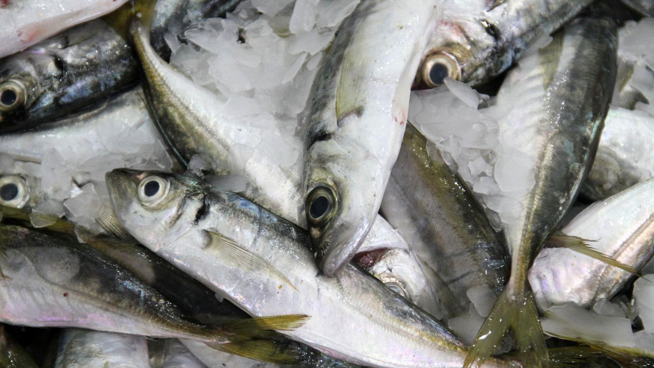 По морето: изчезнаха попчетата и сафридът