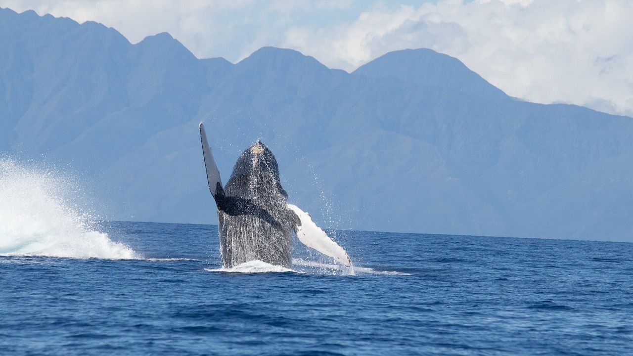 Австралия разкритикува решението на Япония за разширяване на търговския лов на китове