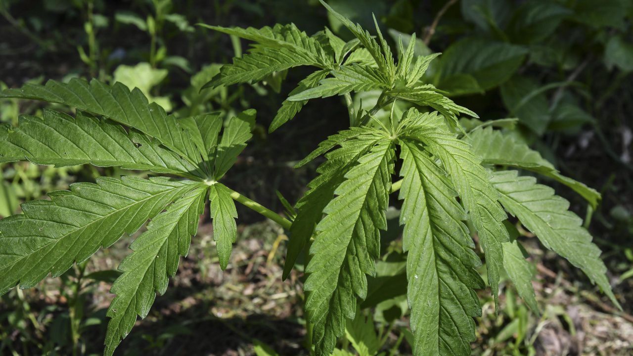 Полицията разкри нарколаборатория край Враца