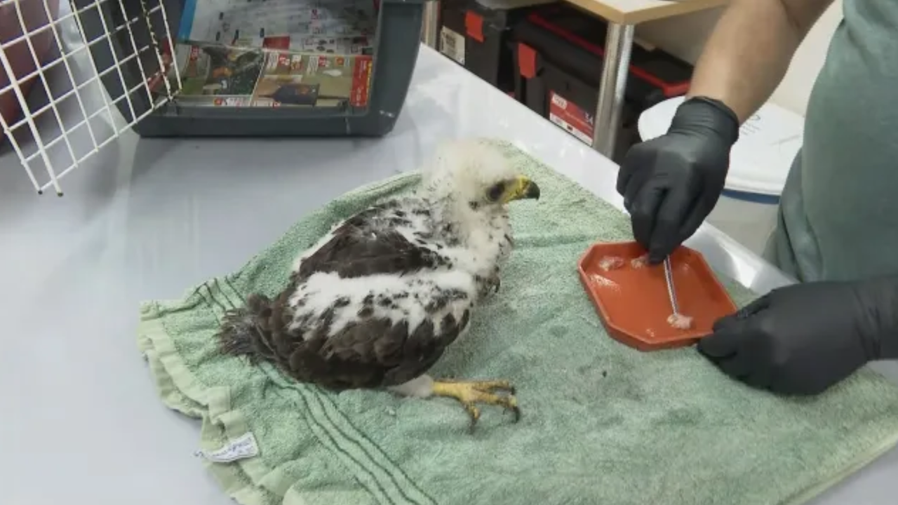 При опустошителните пожари в страната стотици диви животни загинаха мъчително.