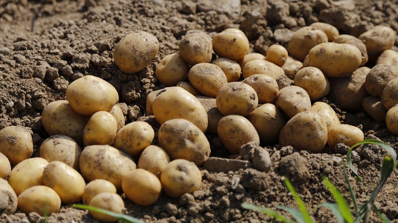 Учени разкриха произхода на съвременните картофи