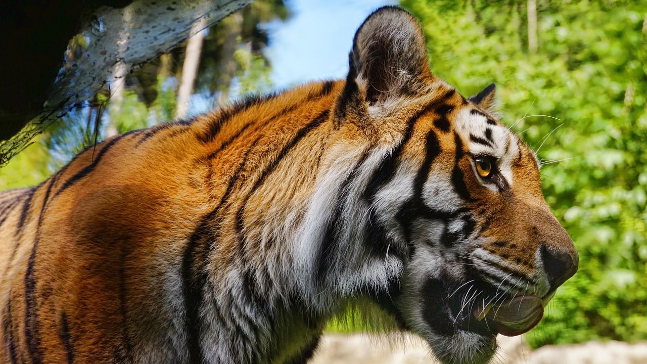 Служител на зоопарк в Йерусалим загина, след като беше нападнат