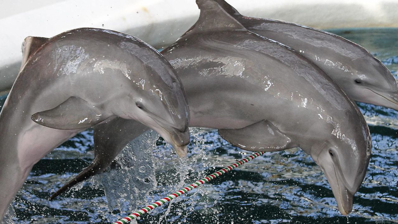 Делфинариумът във Варна с безплатни представления преди първия учебен ден
